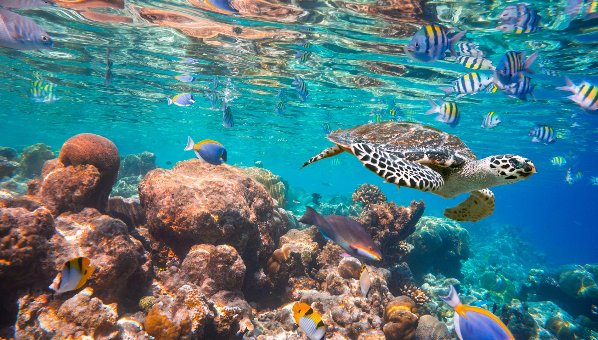 Cultura oceanica