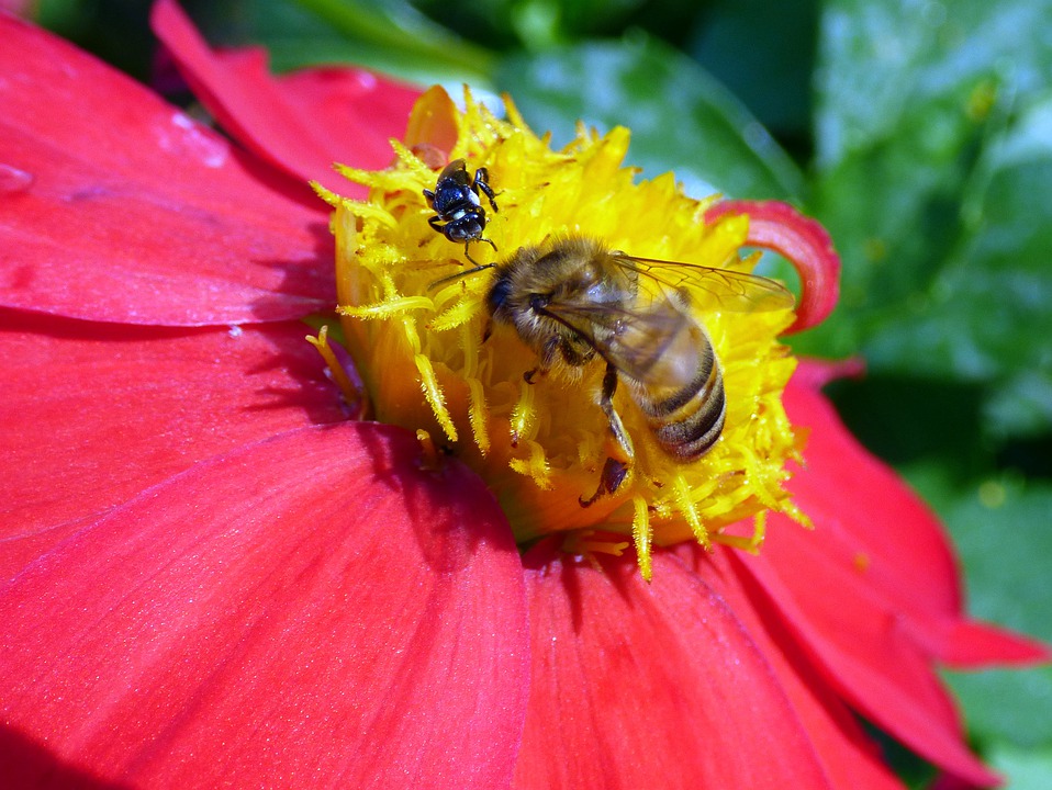 honey-bee-4208977_960_720