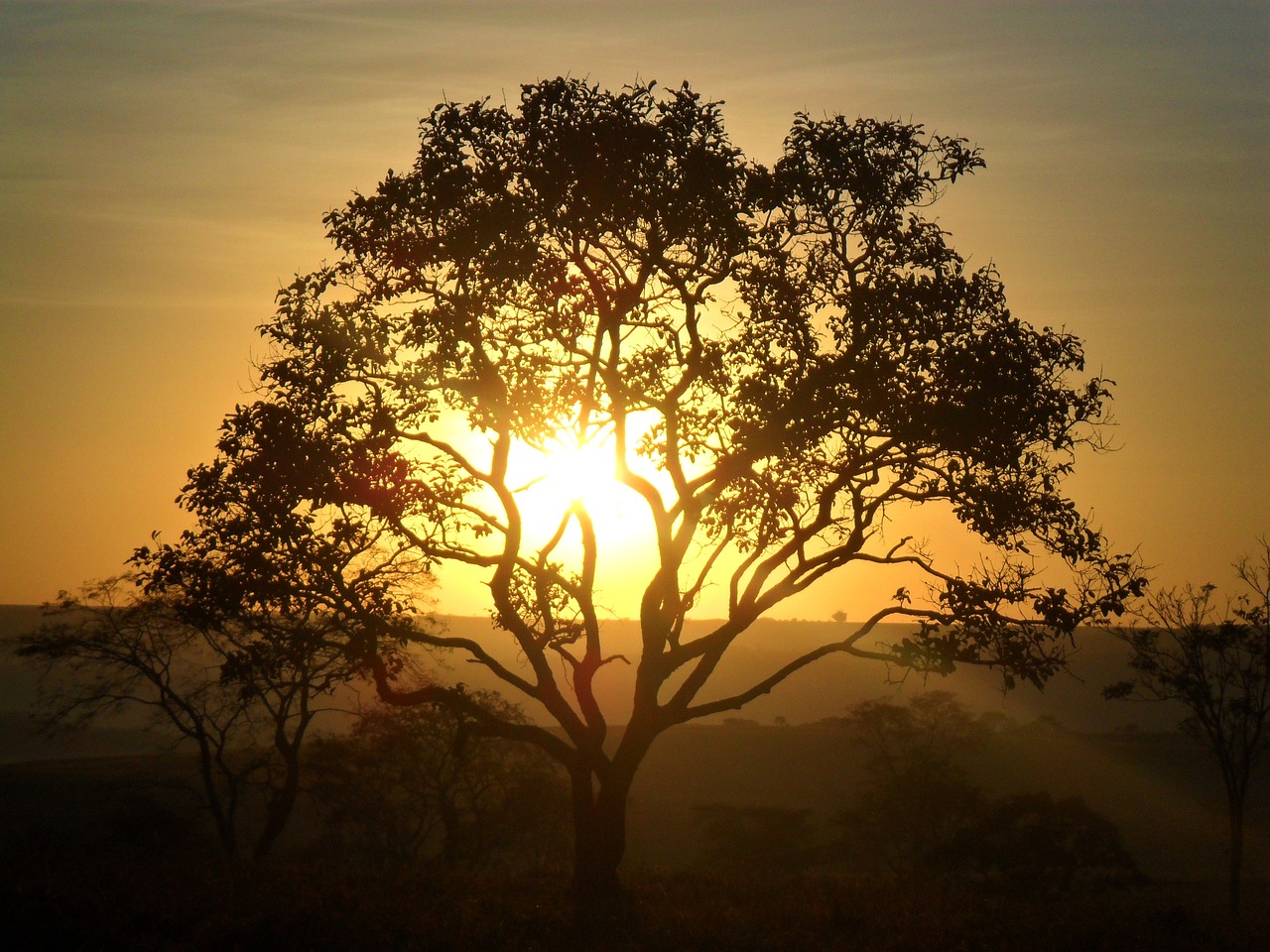 cerrado