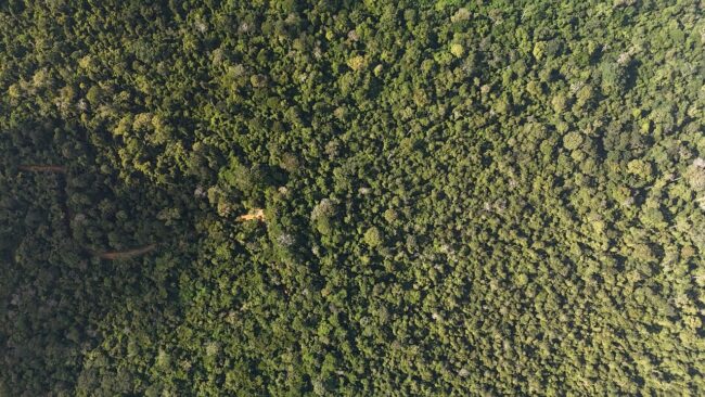 flona-goytacazes-9740603_1280